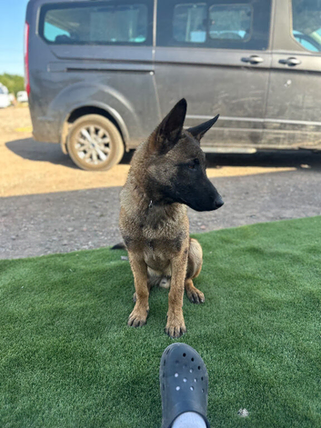 Belgian malanois 8 month