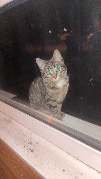 Kitten female