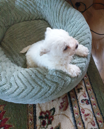 Bichon Frise Puppies