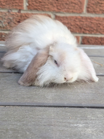 Mini lops ready