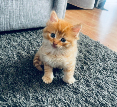 Part maincoon ginger Kittens