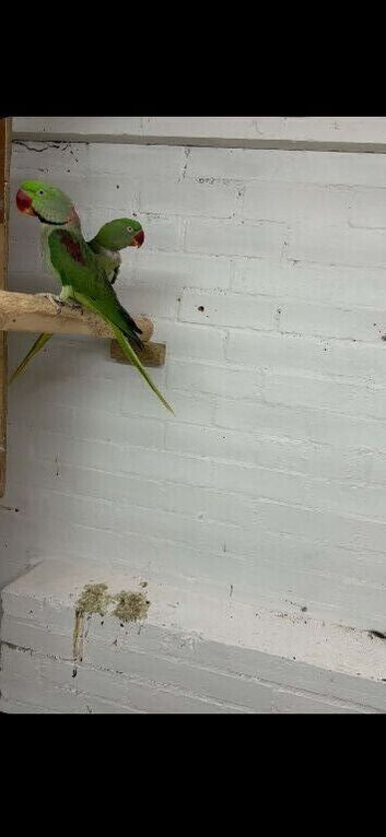 Breeding pair of Alexandrine