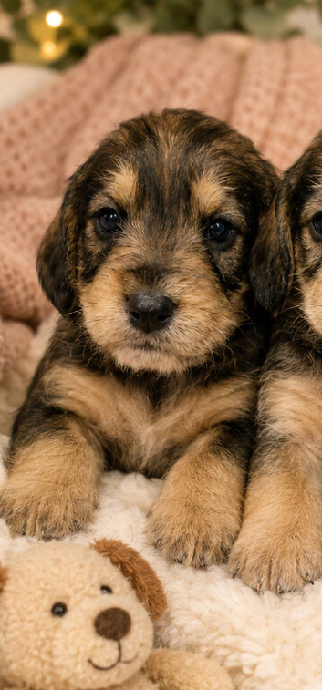 Ready Now - Mini Schnauzer x Cocker (Schnockers)