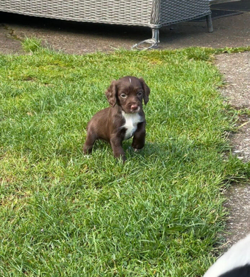 Cocker Spaniel Puppies