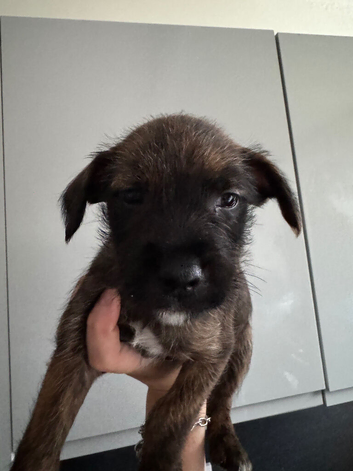 5 female Terrier X Staffy Puppys