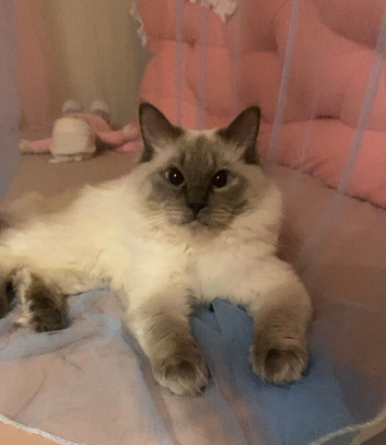 1year old male