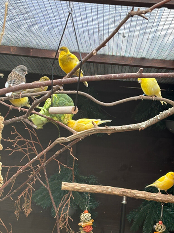 5 pairs of Canary's