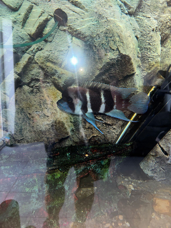 Frontosa cichlid