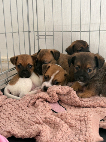 Jack Russell x Dachshund pups