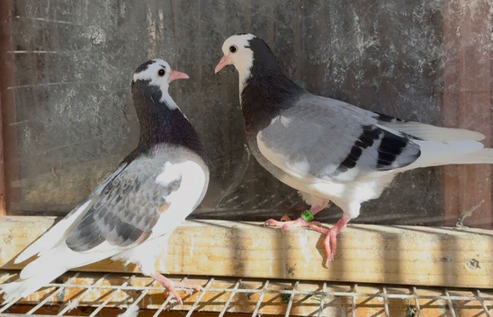Young Birmingham roller pigeons