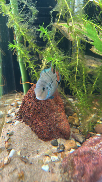 Convict Cichlid Fry swap