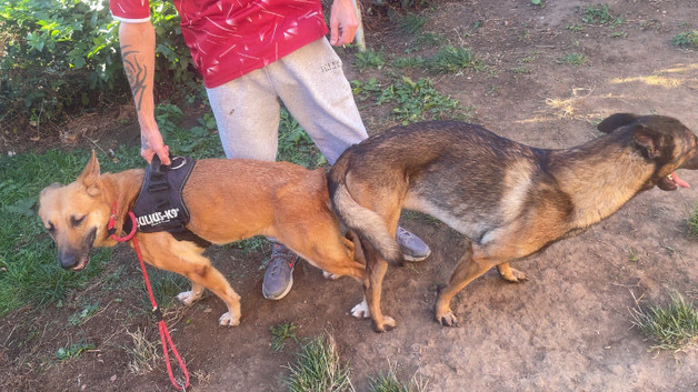 Kelsey & Kano litter | due early November in Darlington