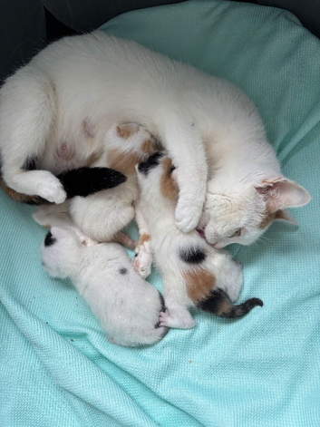 3 beautiful kittens