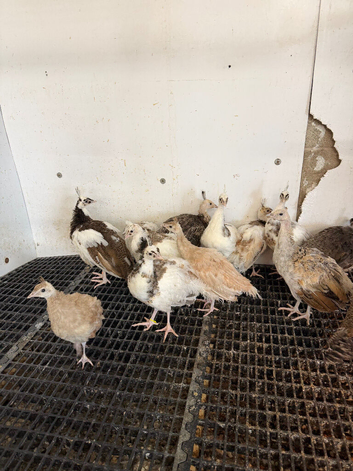 Peachicks 2026