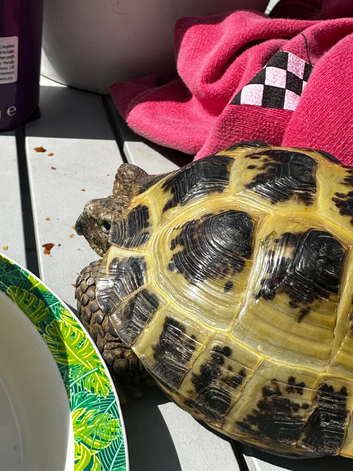 Tortoise for sale