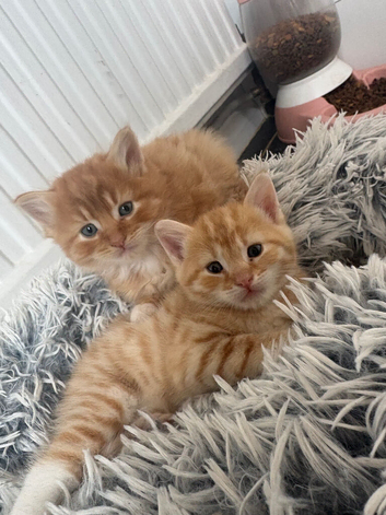 Mixed with Maine Coon kittens all male