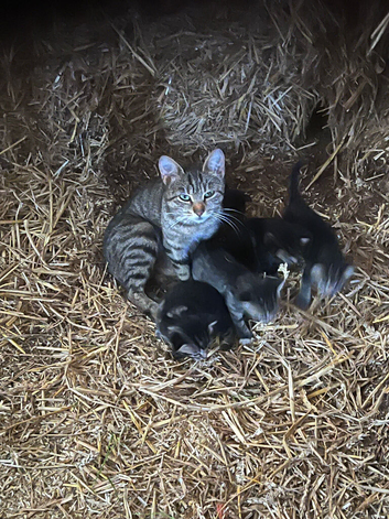 Kittens