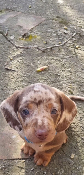 Miniature Dachshund PUPPIES
