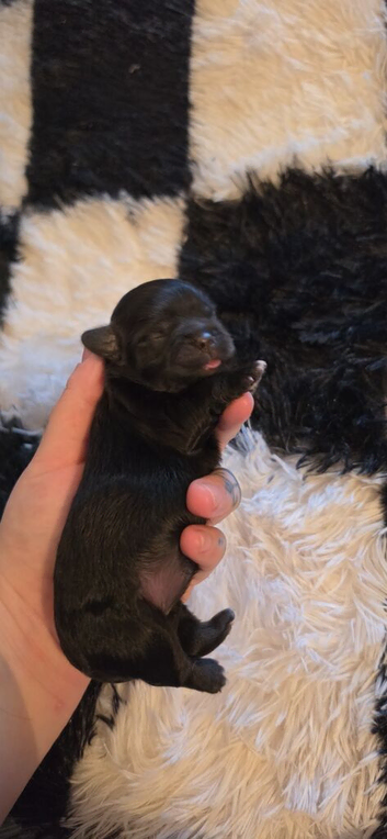 Beautiful puppy Shitsu's