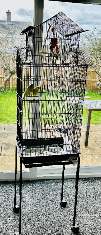 A pair of budgies with cage