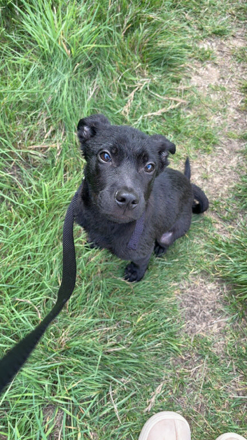 Cane corso cross staff