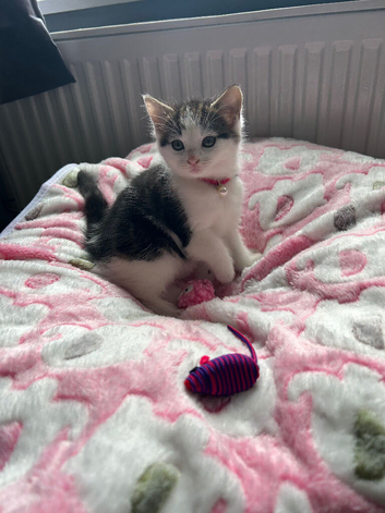 Kitten