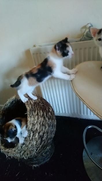 Kittens 9 weeks old