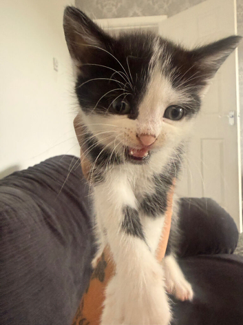 4 kittens need be rehomed asap