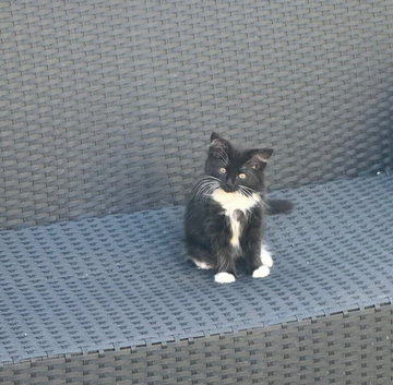 Kittens &pound;80