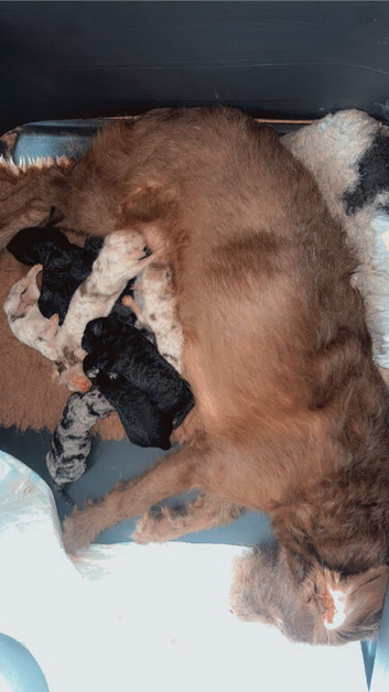 Labradoodle puppies