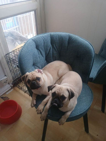 Pugs