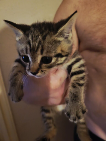 Tabby and black avaliable