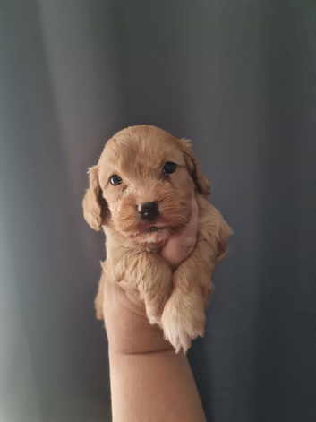 Beautiful Cavapoo Puppies