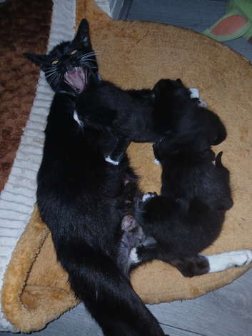 Kittens available