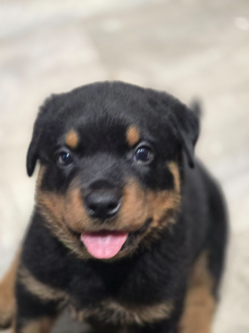 Last Chunky Boy
