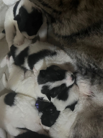 4pedigree Siberian husky / American Akita long haired puppy's.