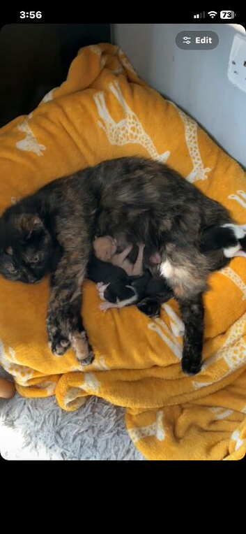 Kittens for sale!!