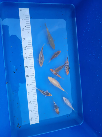 Japanese koi mixed variety collection ip2