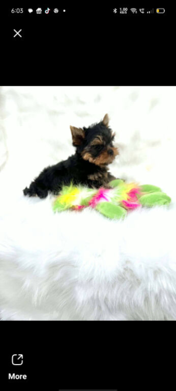 Teacup Yorkshire Terrier pups