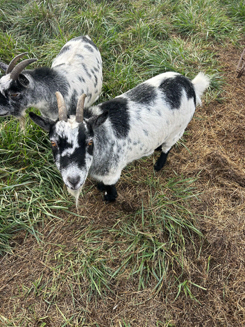 Pygmy goats for sale