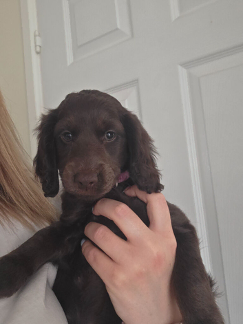 Last female 9 weeks old Cockapoo