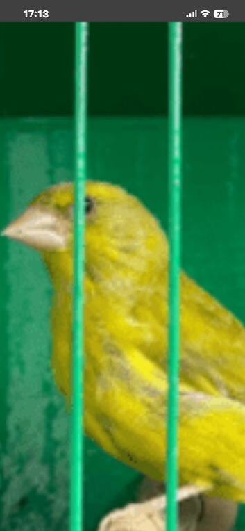 Green finches