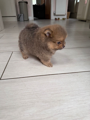 Miniature teddy bear Pomeranian puppies