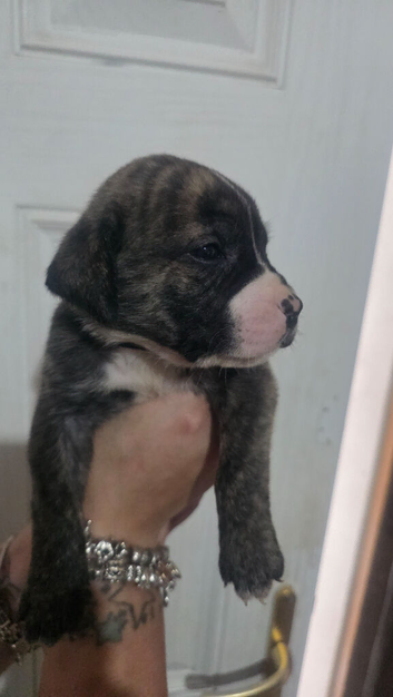 Pure American p bully x pure presa canario pups