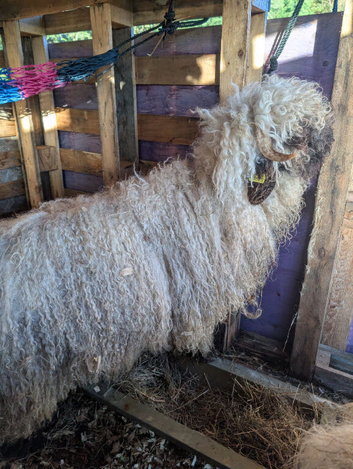 Swiss valais sheep