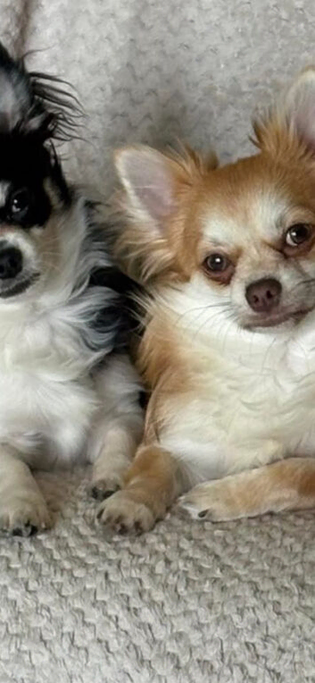2 girls, one boys tiny chihuahuas