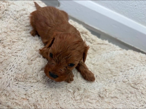 Cavapoo