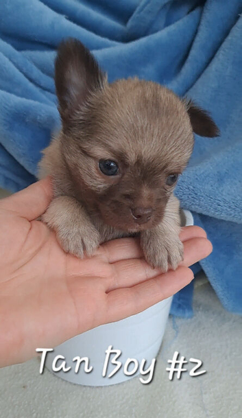 Long Coat Chihuahua puppies