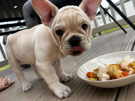 French Bulldog puppy - 11weeks old