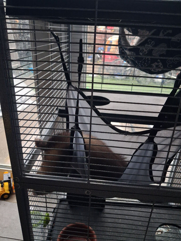 Polecat